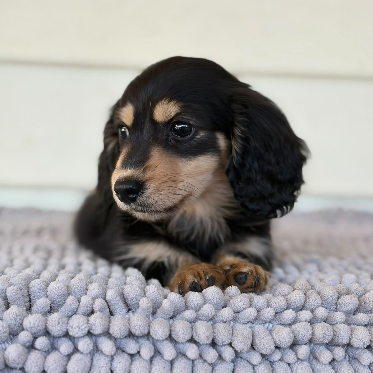 Bennie (Mini Dachshund - Australia 🇦🇺) | Open for Reservations | DNA Tested Parents 🧬