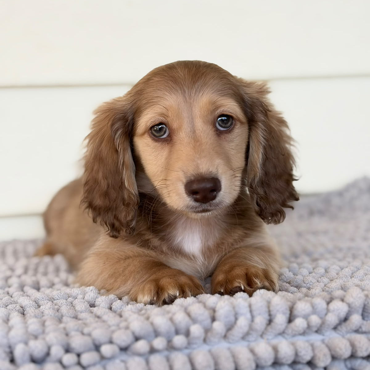Nugget (Mini Dachshund - Australia 🇦🇺) | Open for Reservations | DNA Tested Parents 🧬