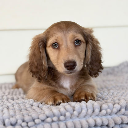 Nugget (Mini Dachshund - Australia 🇦🇺) | Open for Reservations | DNA Tested Parents 🧬