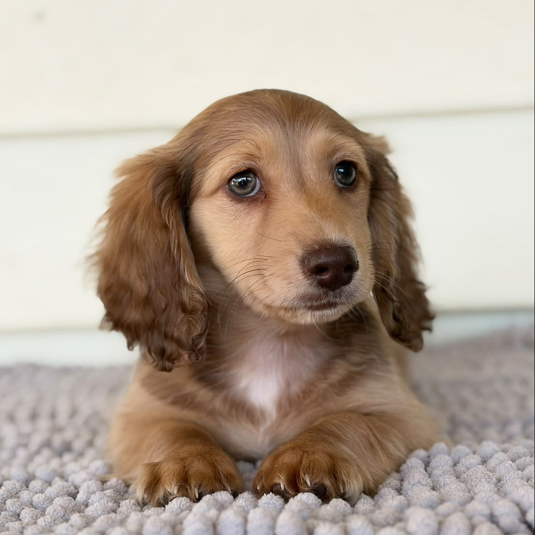 Nugget (Mini Dachshund - Australia 🇦🇺) | Open for Reservations | DNA Tested Parents 🧬