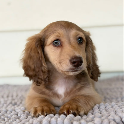 Nugget (Mini Dachshund - Australia 🇦🇺) | Open for Reservations | DNA Tested Parents 🧬