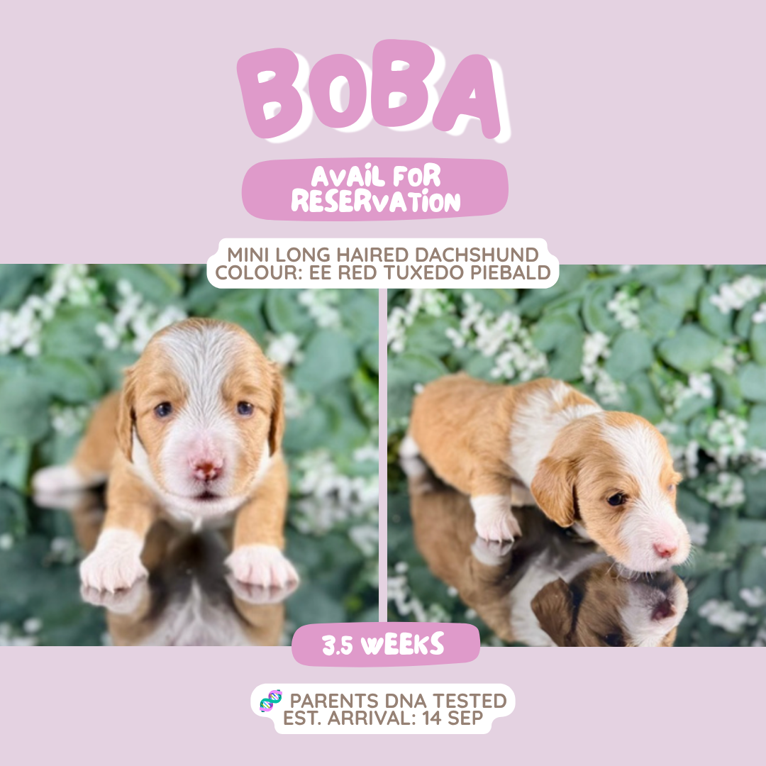 Boba (Mini Dachshund - Australia 🇦🇺) Toby & Savvy Litter | Open for Reservations | DNA Tested Parents 🧬