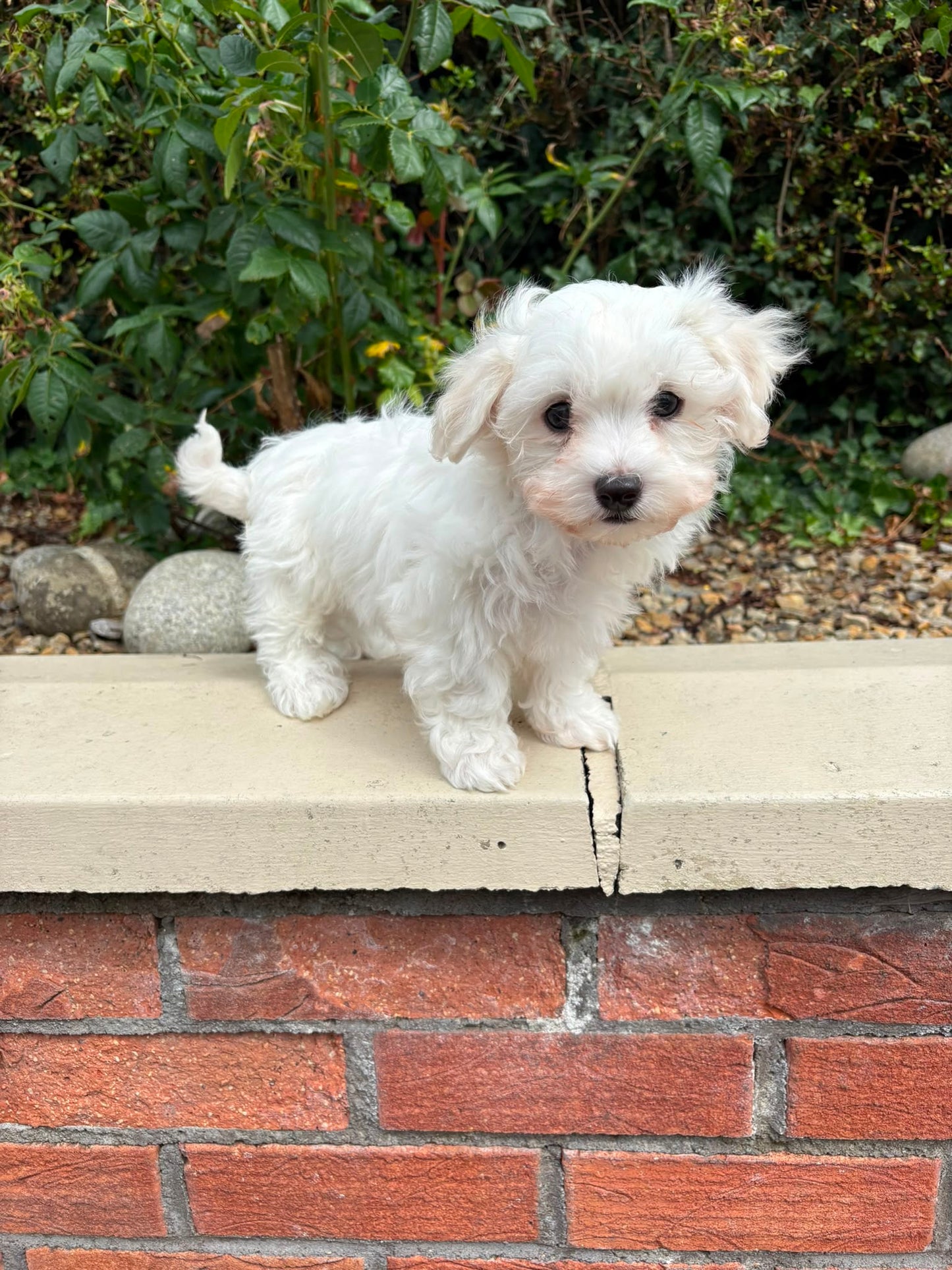 Bubu (Male Maltese - Ireland 🇮🇪) | Open for Reservations