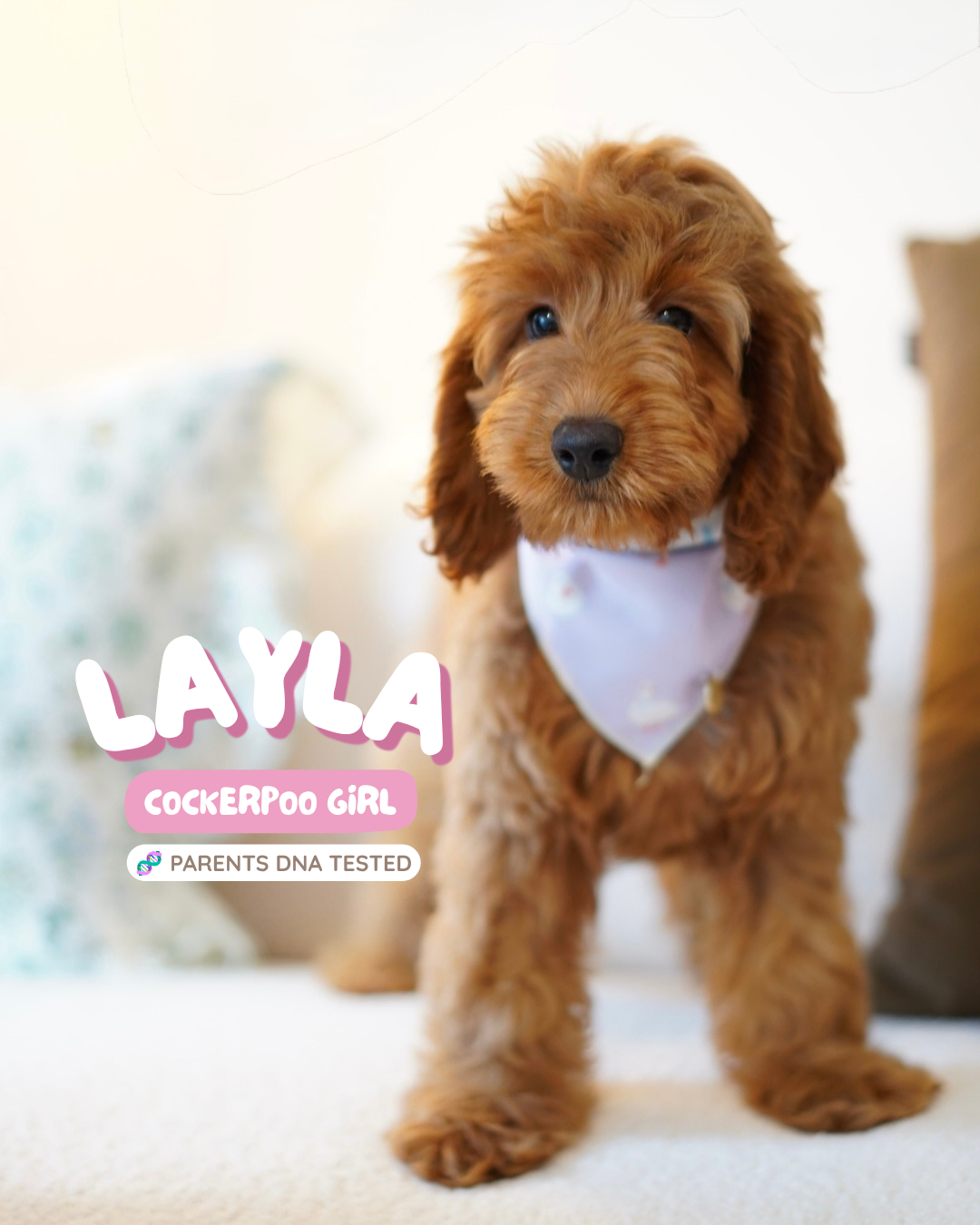 Layla (F1 Cockerpoo Girl - Australia 🇦🇺) Found A Loving Home 🏡 | DNA Tested Parents 🧬
