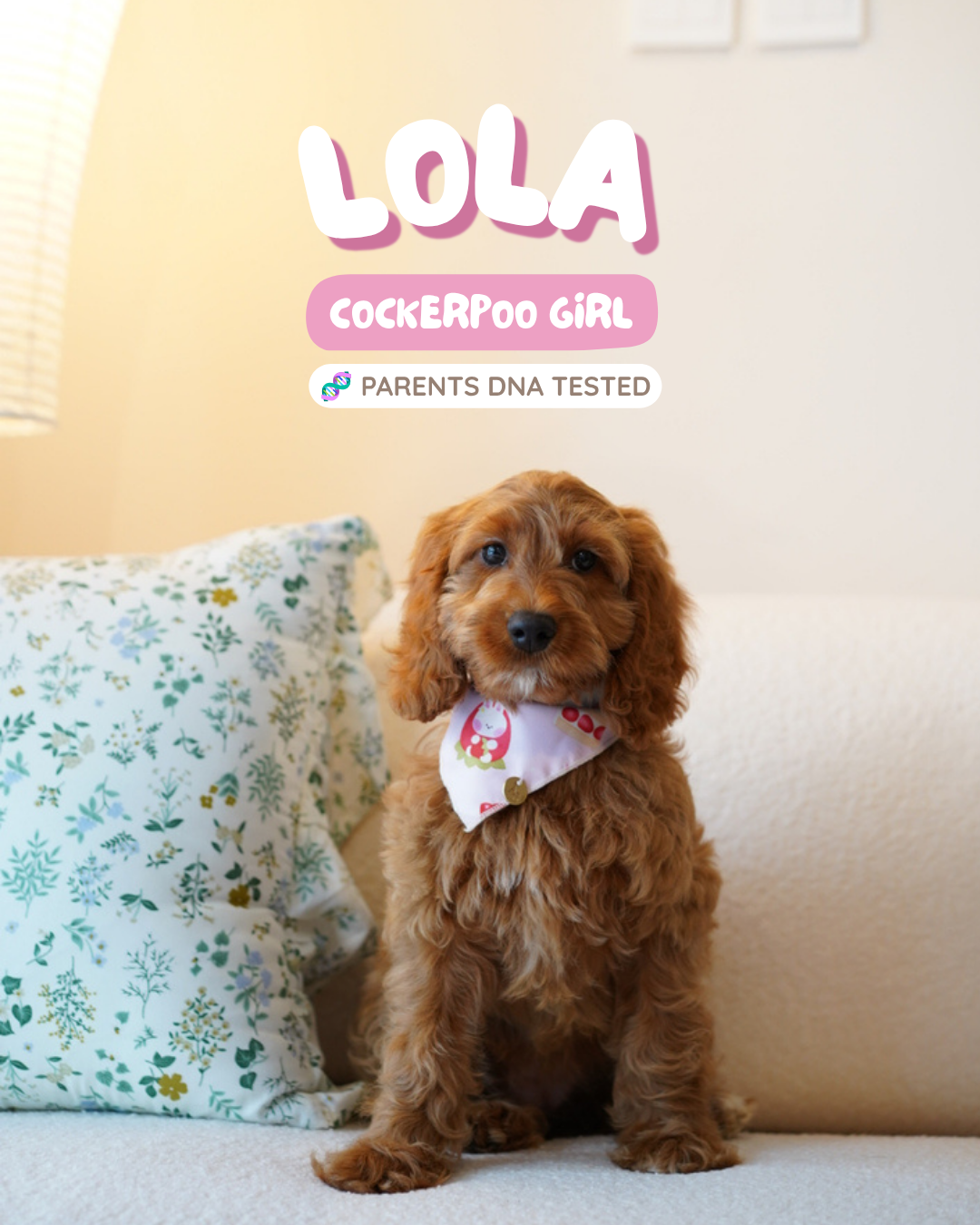 Lola (F1 Cockerpoo Girl - Australia 🇦🇺) Available Now | DNA Tested Parents 🧬