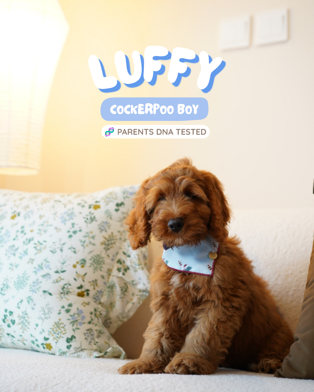 Luffy (F1 Cockerpoo Boy - Australia 🇦🇺) Available Now | DNA Tested Parents 🧬