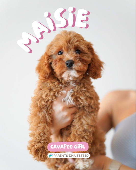 Maisie (F1 Female Cavapoo - Australia 🇦🇺) Available Now | DNA Tested Parents 🧬