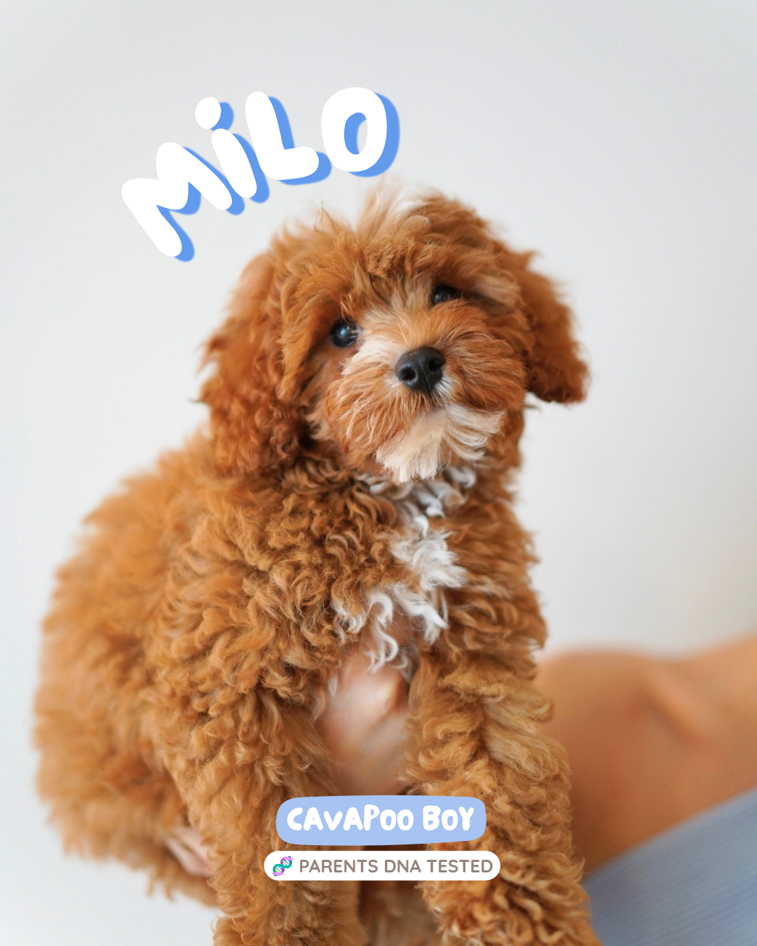 Milo (F1 Cavapoo Boy - Australia 🇦🇺) Available Now| DNA Tested Parents 🧬