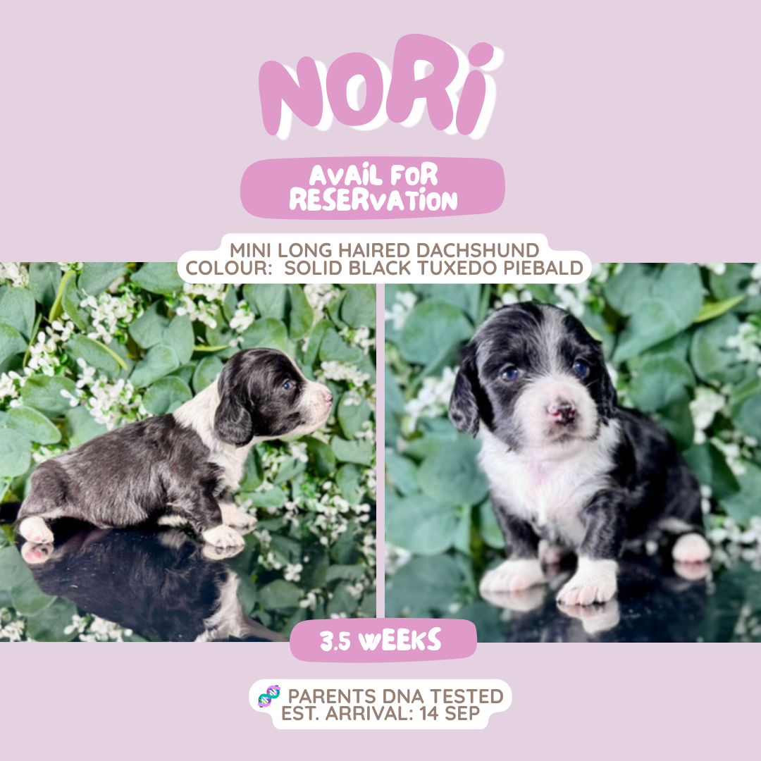 Nori (Mini Dachshund - Australia 🇦🇺) Toby & Savvy Litter | Open for Reservations | DNA Tested Parents 🧬