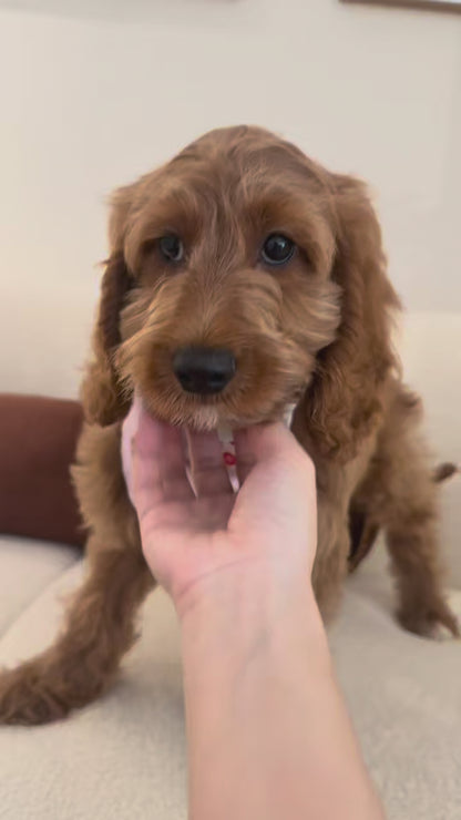 Lola (F1 Cockerpoo Girl - Australia 🇦🇺) Available Now | DNA Tested Parents 🧬