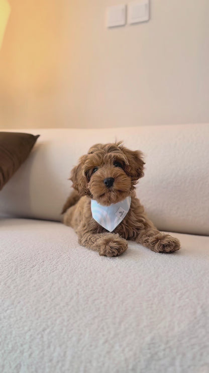 Peppa (F1 Female Cavapoo - Australia 🇦🇺) Found A Loving Home 🏡 | DNA Tested Parents 🧬