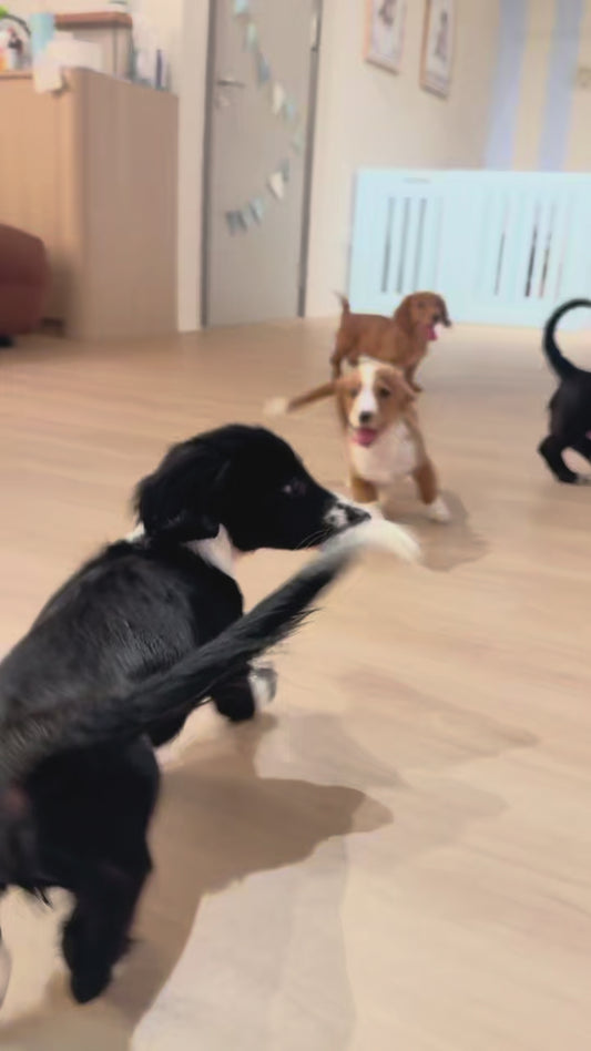 Boba (Dachshund - Australia 🇦🇺) Toby & Savvy Litter | DNA Tested Parents 🧬