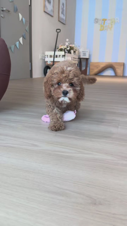Maisie (F1 Female Cavapoo - Australia 🇦🇺) | DNA Tested Parents 🧬