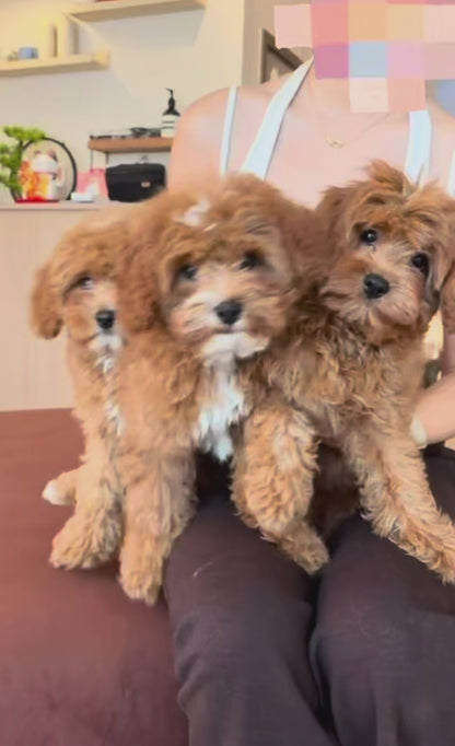 Milo (F1 Cavapoo Boy - Australia 🇦🇺) Available Now| DNA Tested Parents 🧬