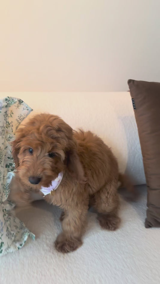 Layla (F1 Cockerpoo Girl - Australia 🇦🇺) Found A Loving Home 🏡 | DNA Tested Parents 🧬
