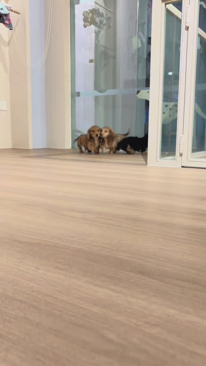Nugget (Mini Dachshund - Australia 🇦🇺) | Open for Reservations | DNA Tested Parents 🧬