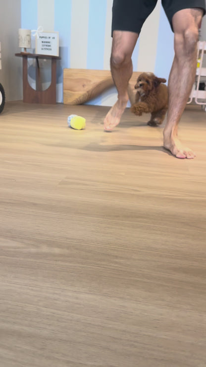 Milo (F1 Cavapoo Boy - Australia 🇦🇺) Available Now| DNA Tested Parents 🧬