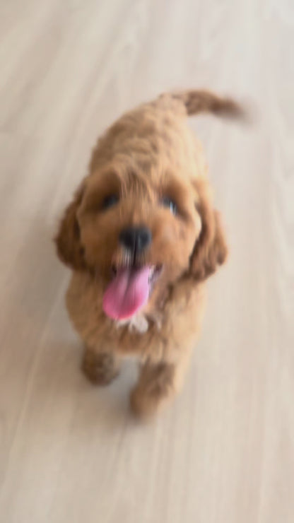 Abby (F1 Female Cavapoo - Australia 🇦🇺) Found A Loving Home 🏡 | DNA Tested Parents 🧬