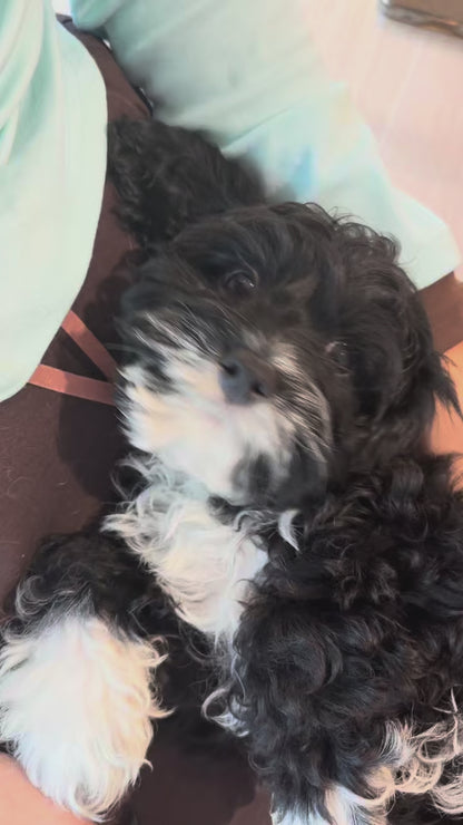 Pocket (F1 Male Cavapoo - Australia 🇦🇺) | Health Checked + DNA Tested Parents 🧬