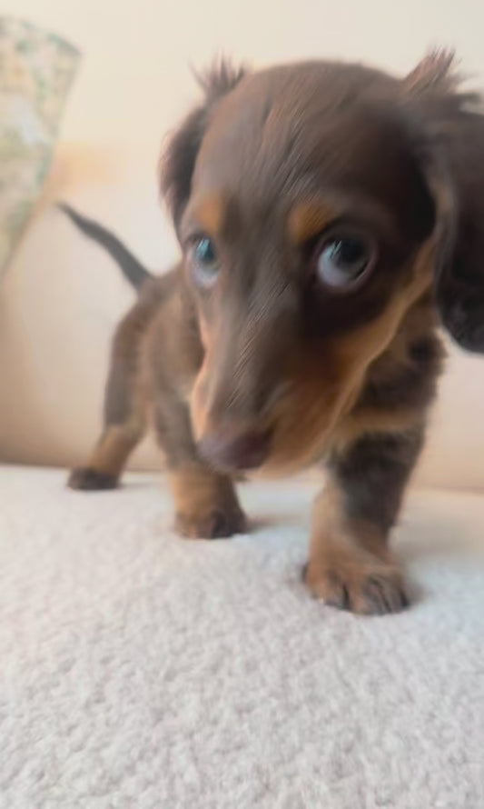 Elly (Female Chocolate and Tan Mini Dachshund - Australia 🇦🇺) Available Now | DNA Tested Parents 🧬