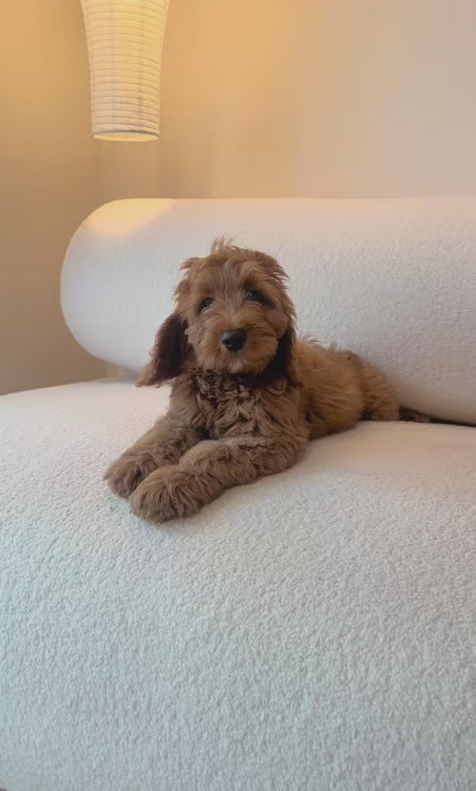 Luffy (F1 Cockerpoo Boy - Australia 🇦🇺) Available Now | DNA Tested Parents 🧬
