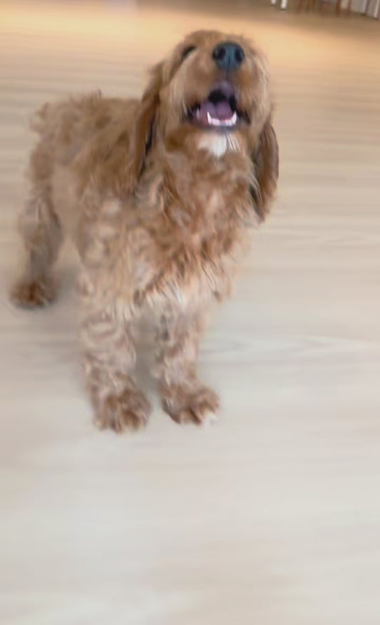 Lola (F1 Cockerpoo Girl - Australia 🇦🇺) Available Now | DNA Tested Parents 🧬