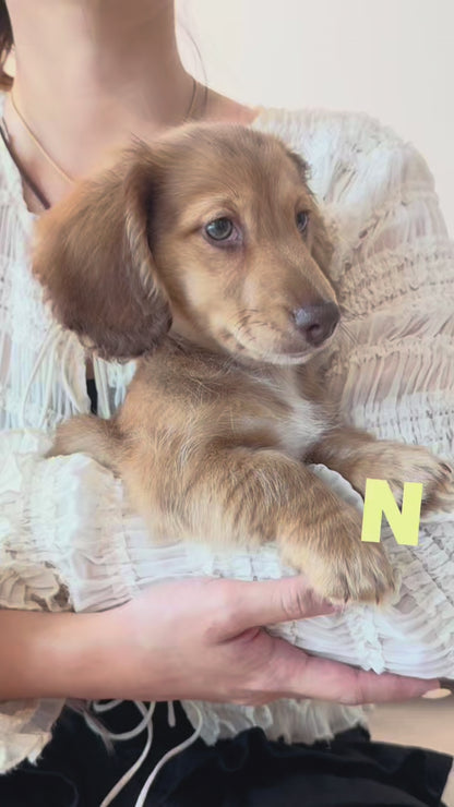Nugget (Mini Dachshund - Australia 🇦🇺) | Open for Reservations | DNA Tested Parents 🧬