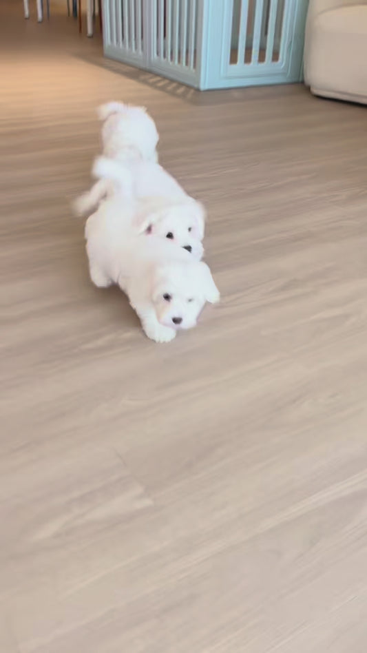 Milky (Female Maltese - Ireland 🇮🇪)