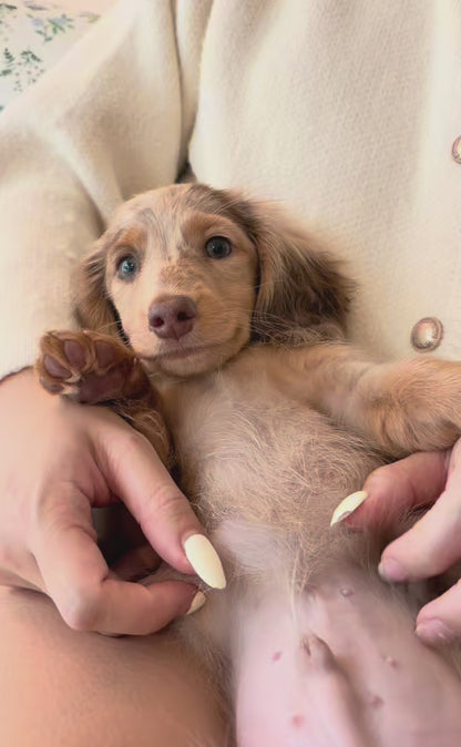 Flash (Mini Male Dapple Dachshund - Australia 🇦🇺) Available Now| DNA Tested Parents 🧬