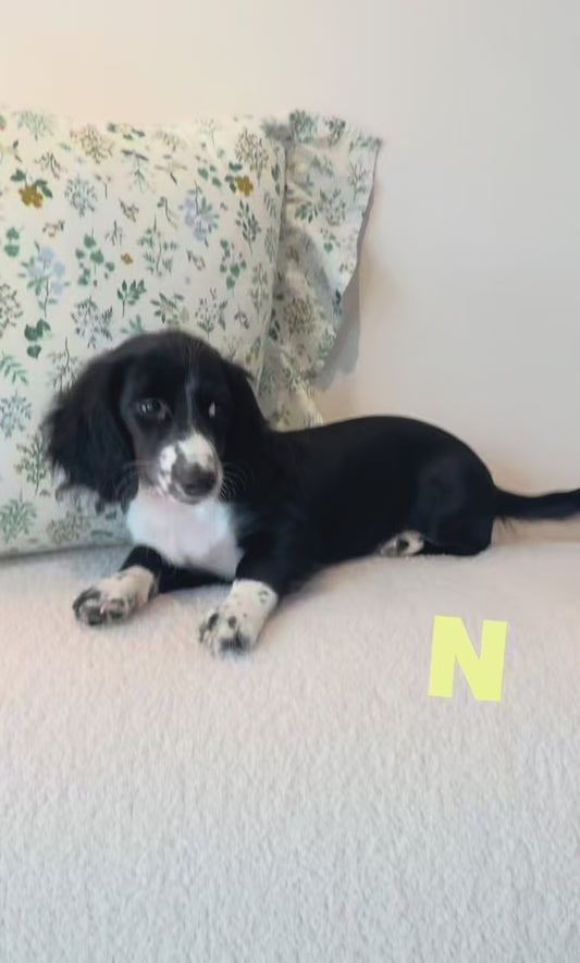 Nori (Dachshund - Australia 🇦🇺) Toby & Savvy Litter | Open for Reservations | DNA Tested Parents 🧬