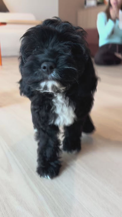 Hazel (F1 Female Cavapoo - Australia 🇦🇺) | Health Checked + DNA Tested Parents 🧬