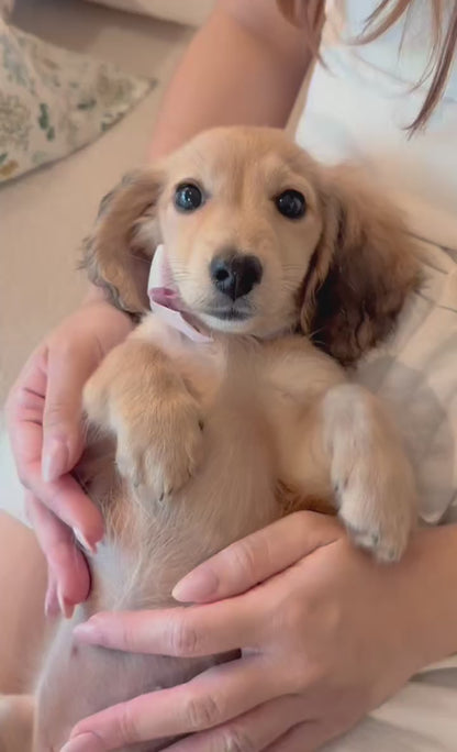 Chai (Female Shaded Cream Mini Dachshund - Australia 🇦🇺) Available Now | IVDD + DNA Tested Parents 🧬