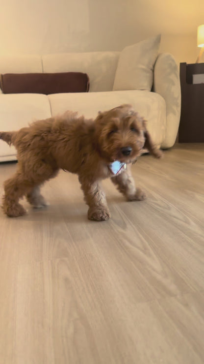 Luffy (F1 Cockerpoo Boy - Australia 🇦🇺) Available Now | DNA Tested Parents 🧬