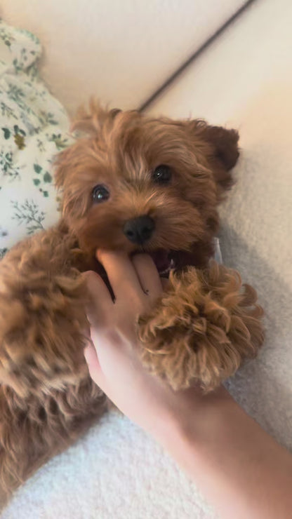 Muffin (F1 Cavapoo Boy - Australia 🇦🇺) Available Now | DNA Tested Parents 🧬