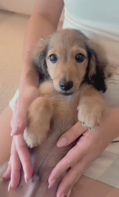 Noodle (Male Shaded Cream Mini Dachshund - Australia 🇦🇺) Available Now | IVDD + DNA Tested Parents 🧬
