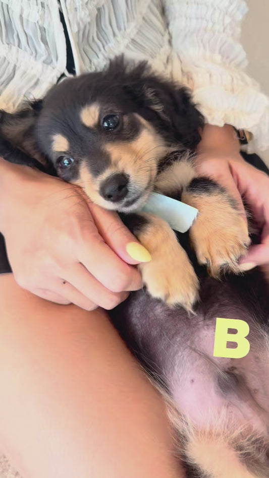 Bennie (Mini Dachshund - Australia 🇦🇺) | Open for Reservations | DNA Tested Parents 🧬