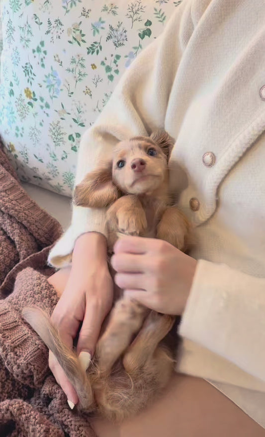 Benny (Male Dapple Mini Dachshund - Australia 🇦🇺) Available Now| DNA Tested Parents 🧬